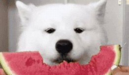 吃瓜事件网红呆呆